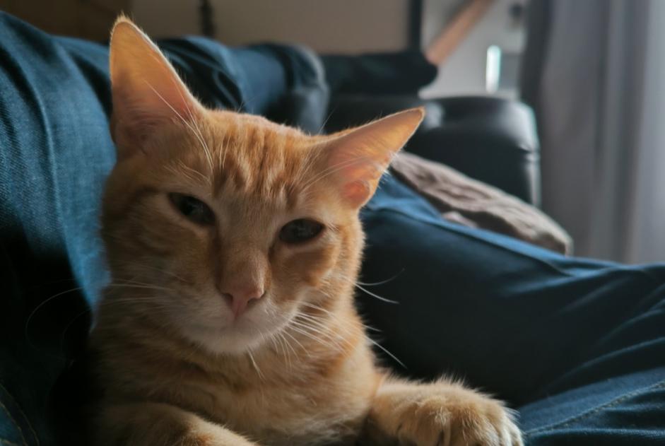 Disappearance alert Cat Male , 2 years Aubenas France