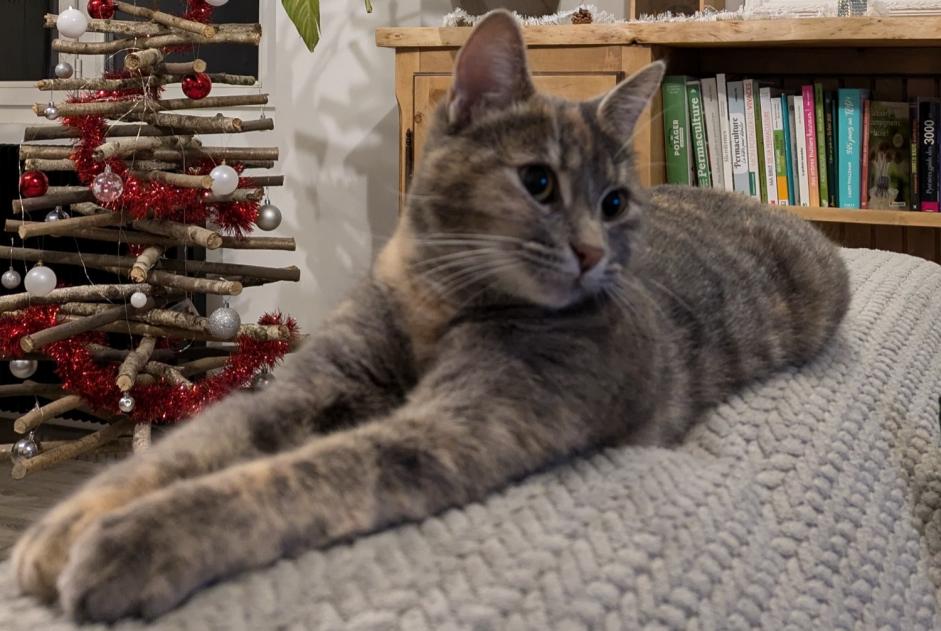 Disappearance alert Cat Female , 2 years Poueyferré France