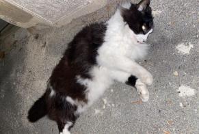 Discovery alert Cat Unknown Brive-la-Gaillarde France