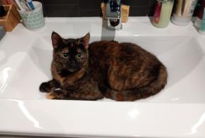 Disappearance alert Cat miscegenation Female , 1 years Corquilleroy France