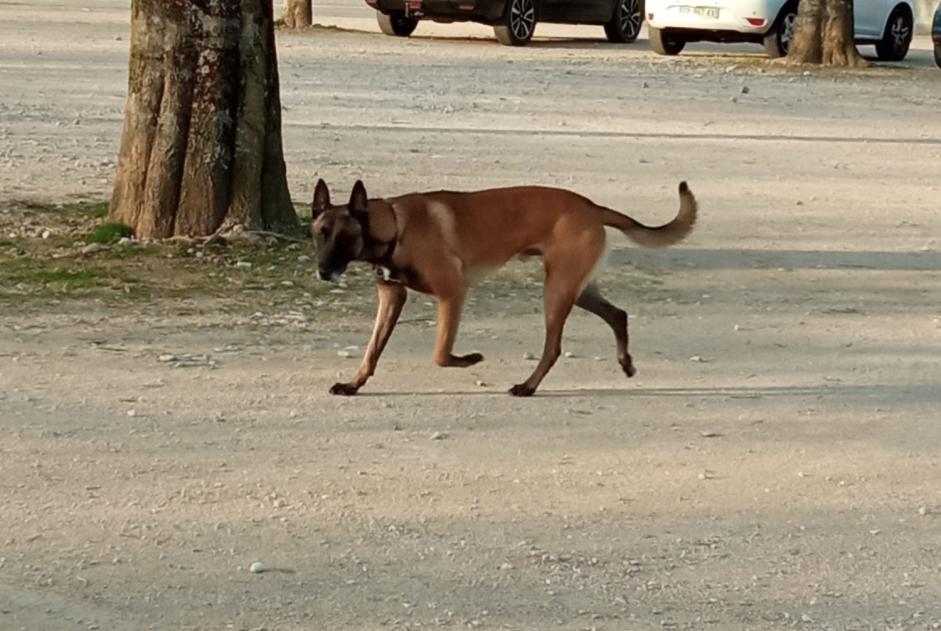 Discovery alert Dog  Unknown Romans-sur-Isère France