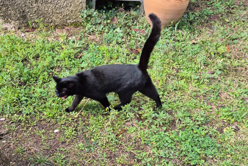 Discovery alert Cat Female , Between 9 and 12 months Marignane France