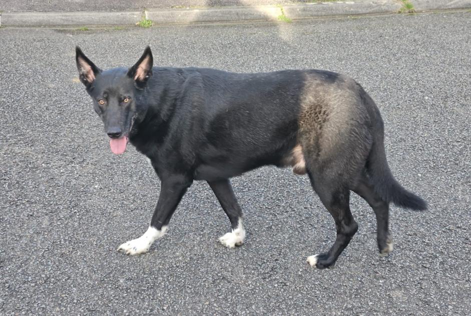 Discovery alert Dog Male Bletterans France