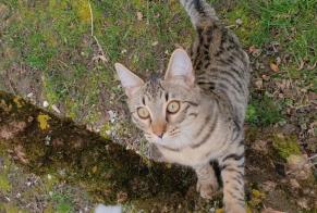 Disappearance alert Cat miscegenation Female , 1 years Lussy-sur-Morges Switzerland