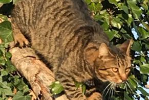 Disappearance alert Cat  Male , 13 years Anglet France