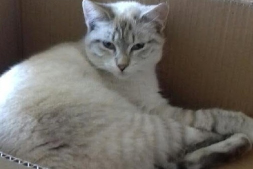 Disappearance alert Cat Male , 1 years Charvieu-Chavagneux France