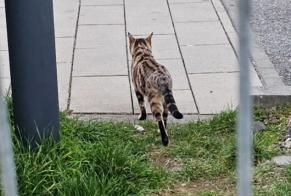 Discovery alert Cat  Unknown Kelsterbach Germany