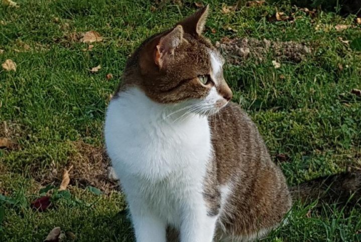 Alerta de Desaparición Gato Hembra , 12 años Saint-Genis-Laval Francia