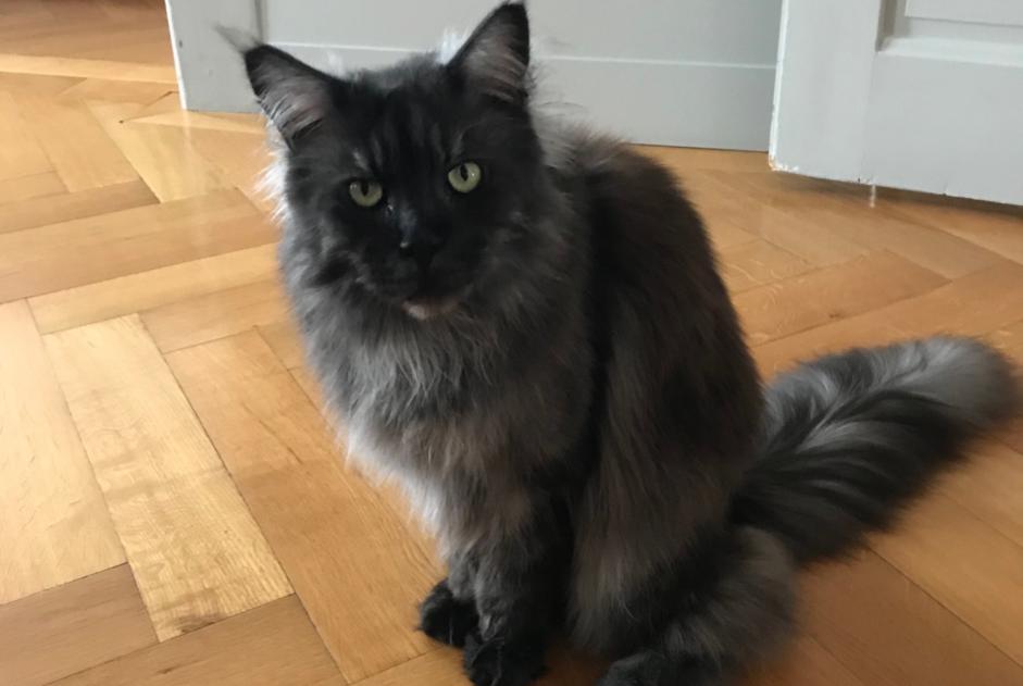 Alerta de Desaparición Gato  Hembra , 16 años Genève Suiza