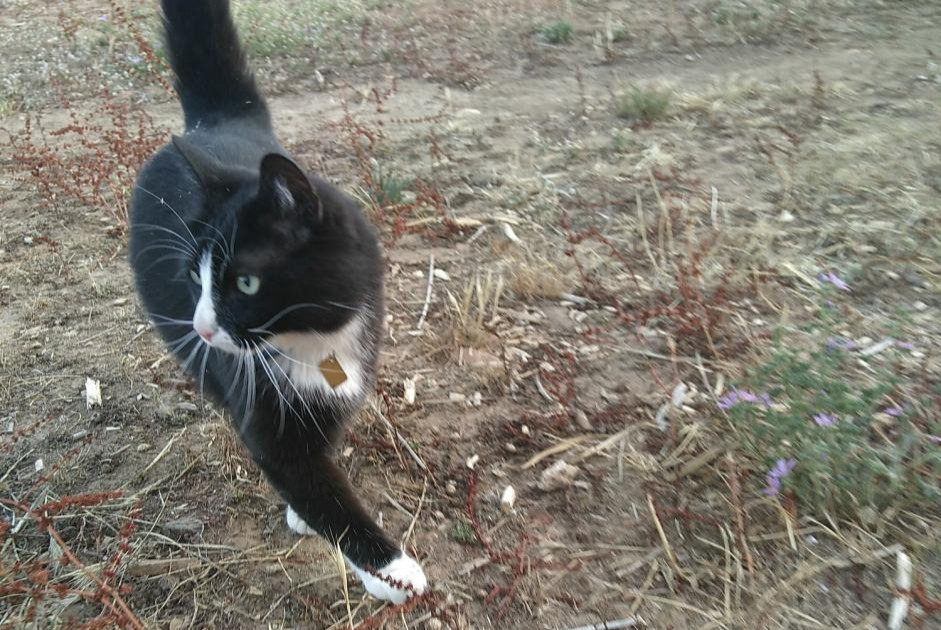 Alerta de Desaparición Gato  Macho , 9 años Valherbasse Francia