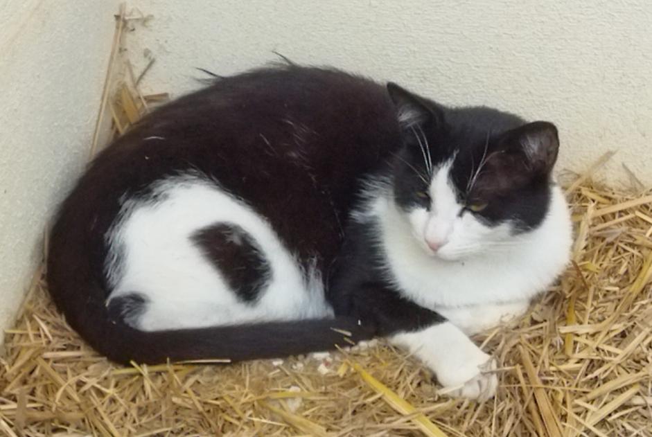 Alerta de Desaparición Gato  Macho , 8 años La Chapelle Francia