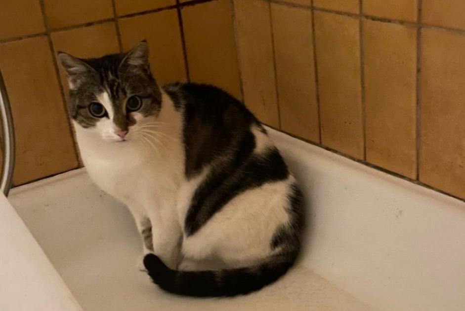 Alerta de Desaparición Gato Hembra , 5 años Vuiteboeuf Suiza