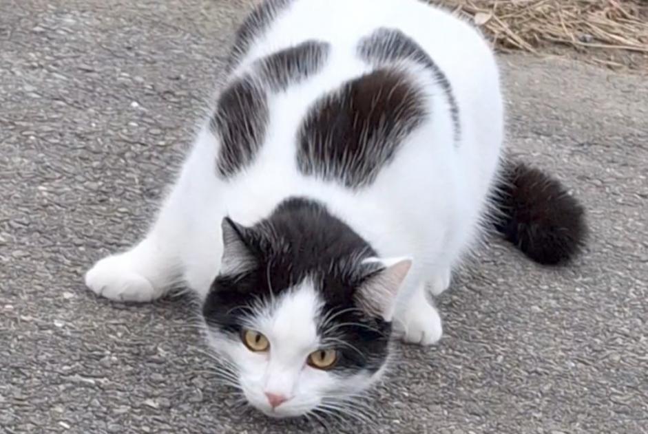 Alerta de Desaparición Gato Macho , 2 años Treytorrens (Payerne) Suiza