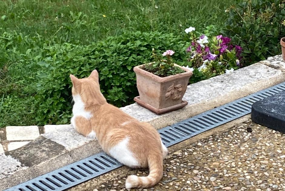 Alerta de Desaparición Gato  Macho , 2 años Vergt Francia