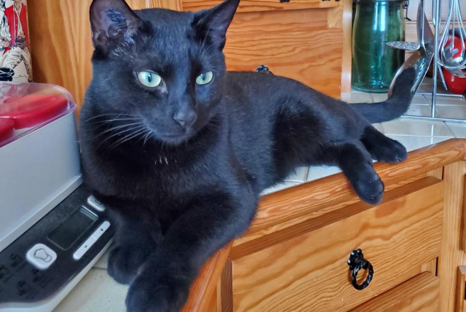 Alerta de Desaparición Gato  Macho , 2 años Vald’Yerre Francia