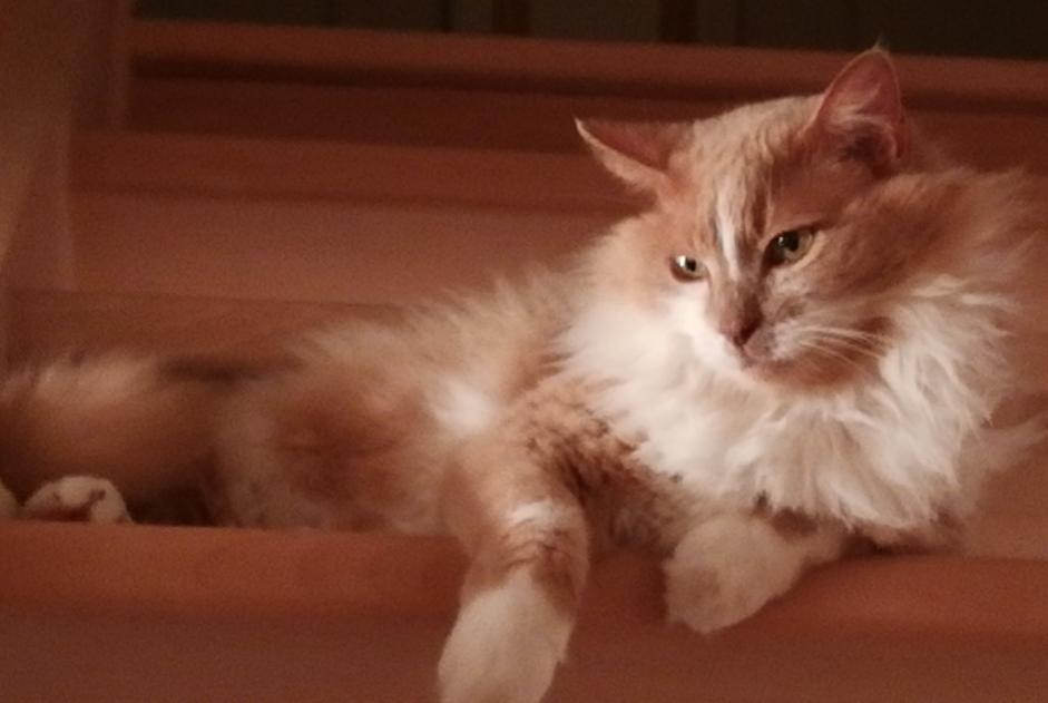 Alerta de Desaparición Gato cruce Macho , 13 años Plescop Francia