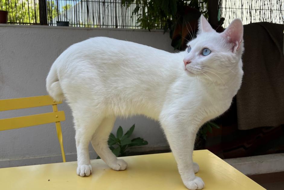 Alerta de Desaparición Gato  Macho , 3 años Lisboa Portugal