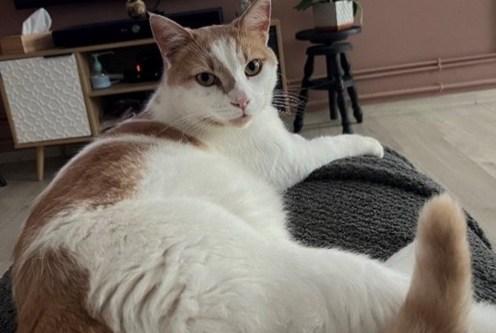 Alerta de Desaparición Gato  Macho , 5 años Quesnoy-sur-Deûle Francia