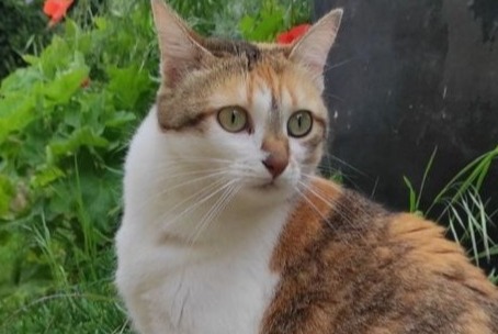 Alerta de Desaparición Gato  Hembra , 3 años Nonette-Orsonnette Francia