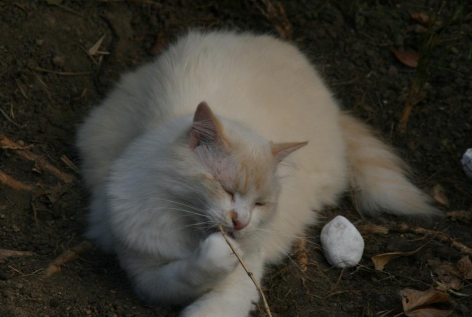 Alerta de Desaparición Gato  Macho , 7 años Nantes Francia