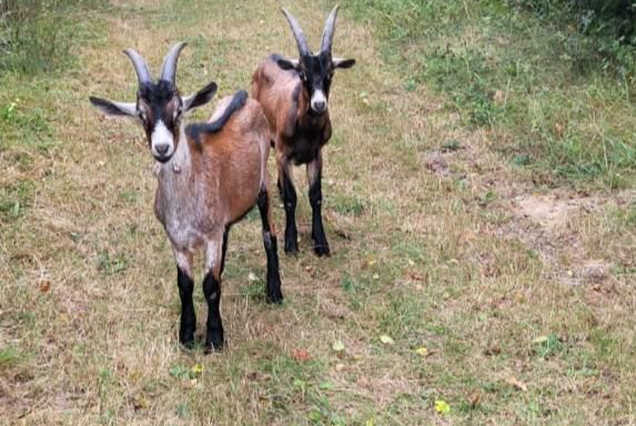 Alerta de Hallazgo Cabra Desconocido Villemort Francia