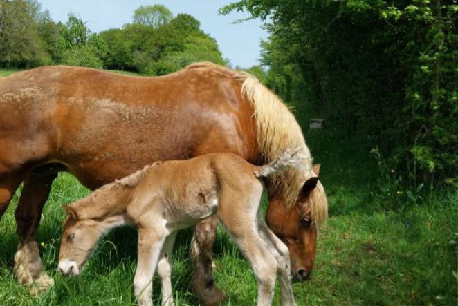 Alerta de Desaparición Caballo Hembra , 2024 años Voillans Francia