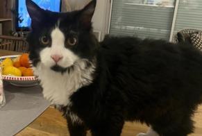 Alerta de Desaparición Gato Macho , 1 años Libourne Francia