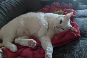 Alerta de Desaparición Gato Hembra , 8 años Halle (Saale) Alemania