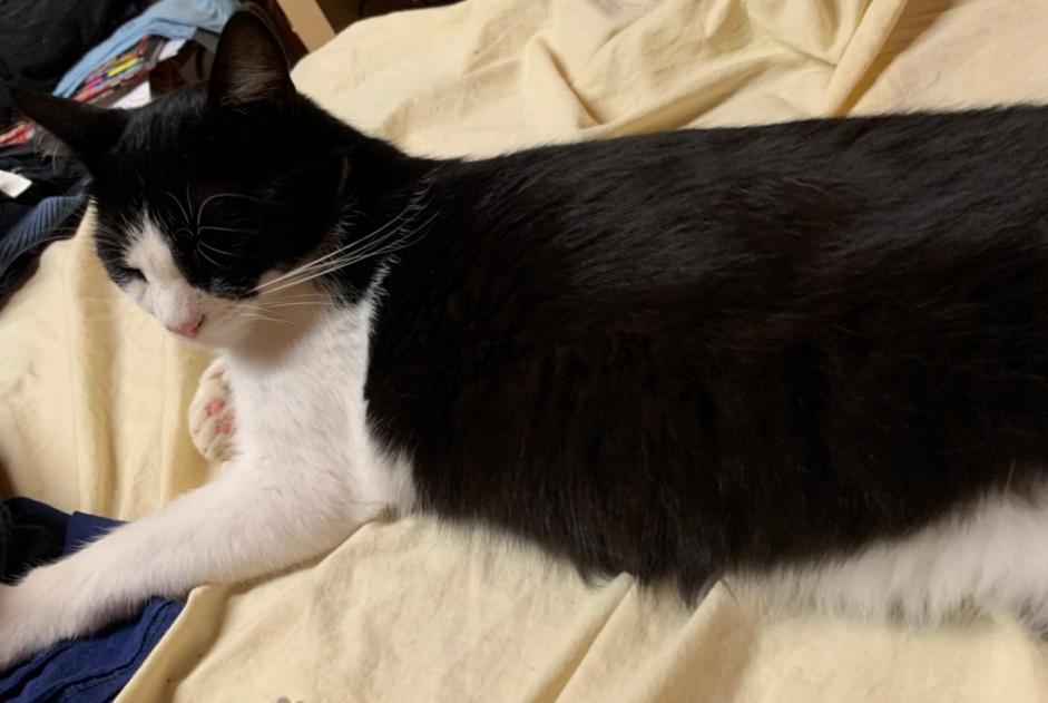 Alerta de Desaparición Gato  Macho , 1 años Ludon-Médoc Francia