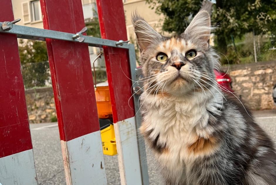 Alerta de Hallazgo Gato  Desconocido Neuchâtel Suiza