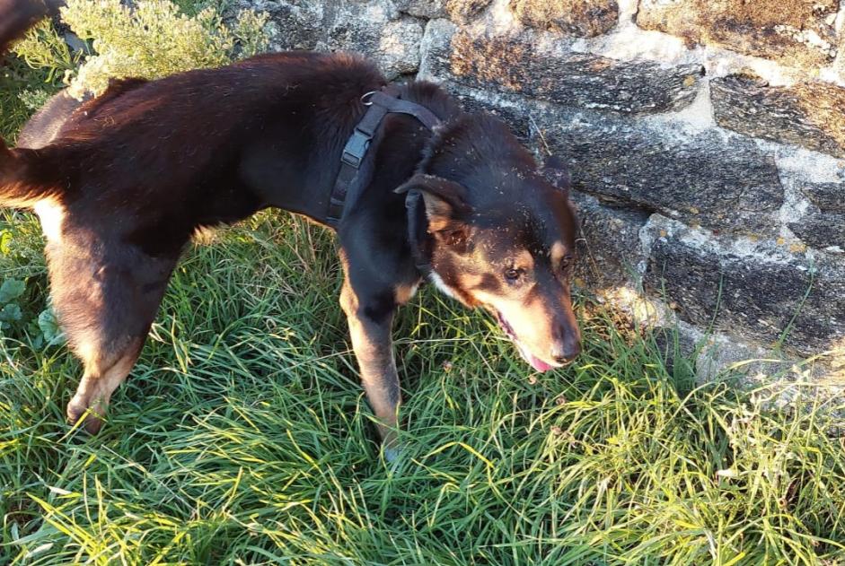 Alerta de Hallazgo Perro cruce Macho Saint-Nazaire Francia