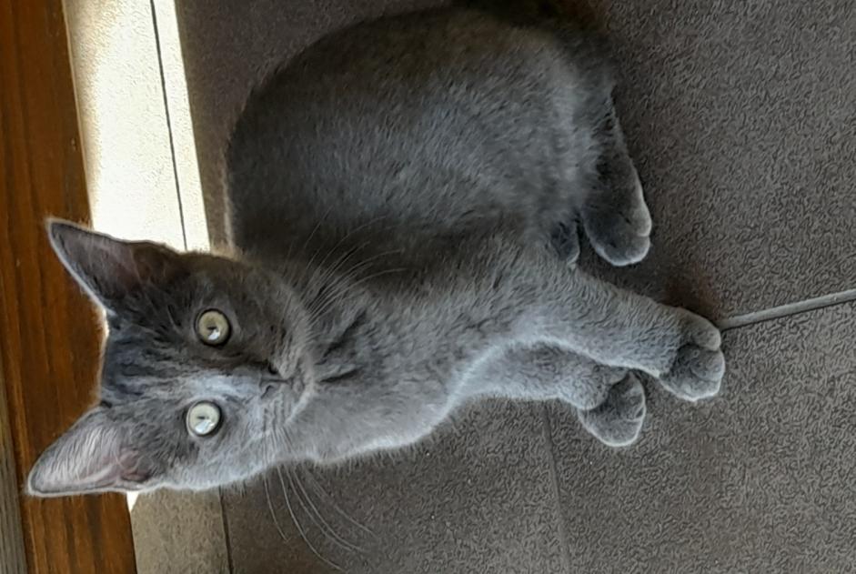 Alerta de Desaparición Gato cruce Hembra , 1 años Bottens Suiza