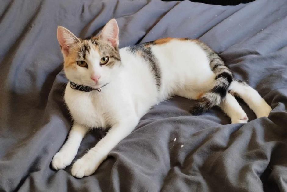 Alerta de Hallazgo Gato  Hembra Besançon Francia