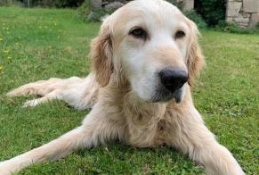 Alerta de Hallazgo Perro  Macho La Chapelle-Geneste Francia