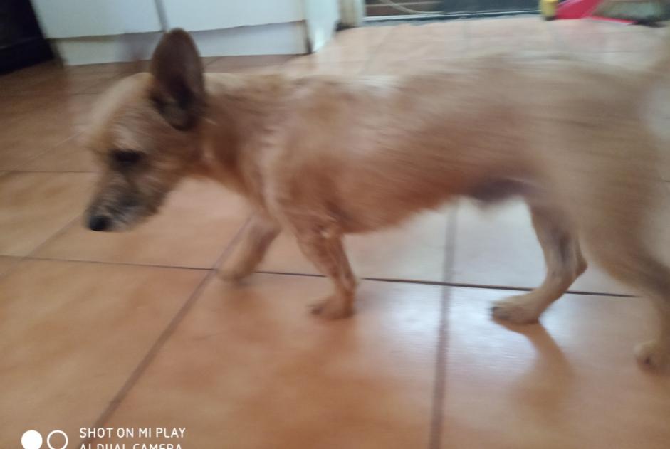 Alerta de Desaparición Perro cruce Macho , 4 años Saint-Pierre Francia