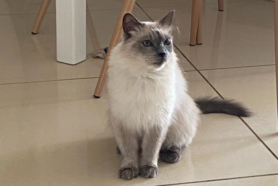 Alerta de Desaparición Gato  Hembra , 14 años Narbonne Francia