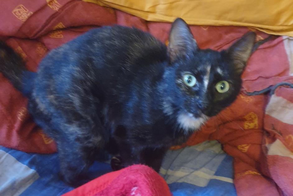 Alerta de Hallazgo Gato Hembra , 1 año Juvardeil Francia