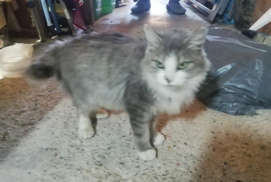 Alerta de Hallazgo Gato cruce Hembra , 2 años Mirepoix Francia