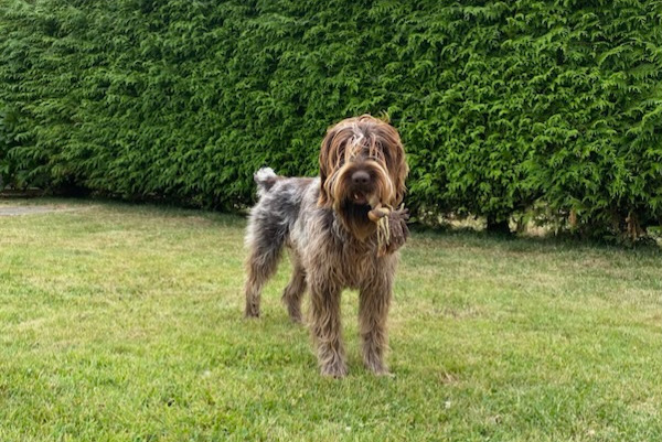 Alerta de Desaparición Perro  Macho , 2 años Saint-Paul-du-Vernay Francia