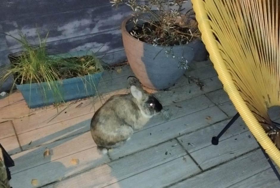 Alerta de Hallazgo Conejo Desconocido Sotteville-lès-Rouen Francia