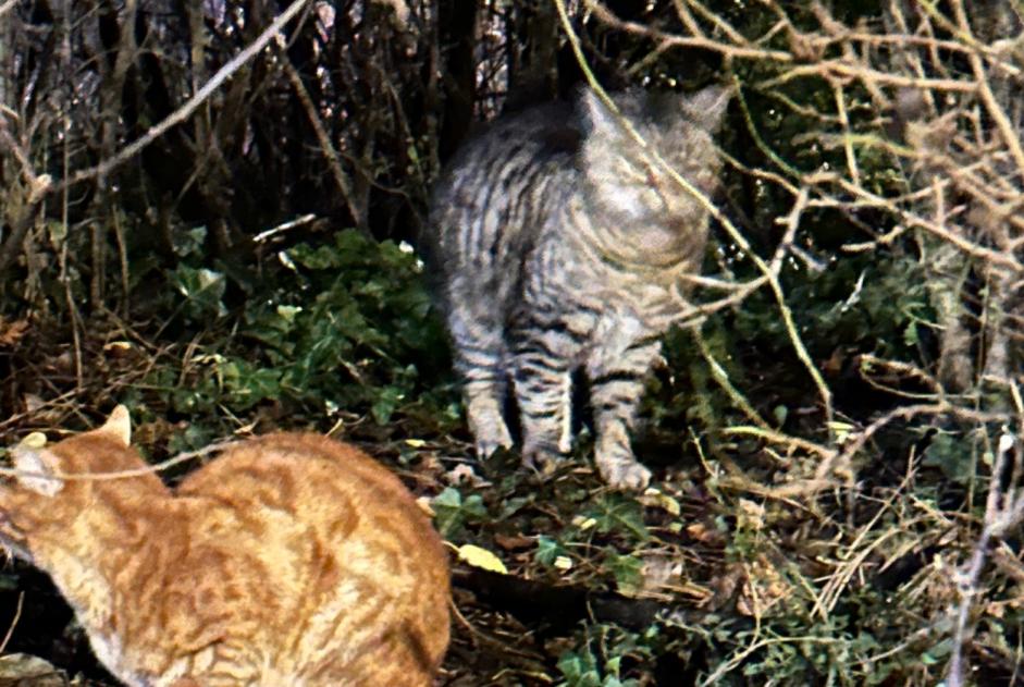 Alerta de Hallazgo Gato Desconocido Bremen Alemania