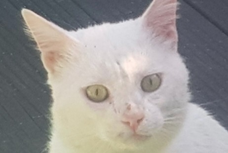 Alerta de Desaparición Gato  Macho , 5 años Aubagne Francia