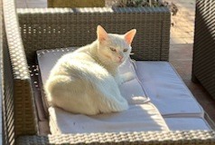 Alerta de Desaparición Gato  Macho , 5 años Aubagne Francia