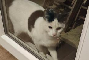 Alerta de Hallazgo Gato Desconocido Vieux-Charmont Francia