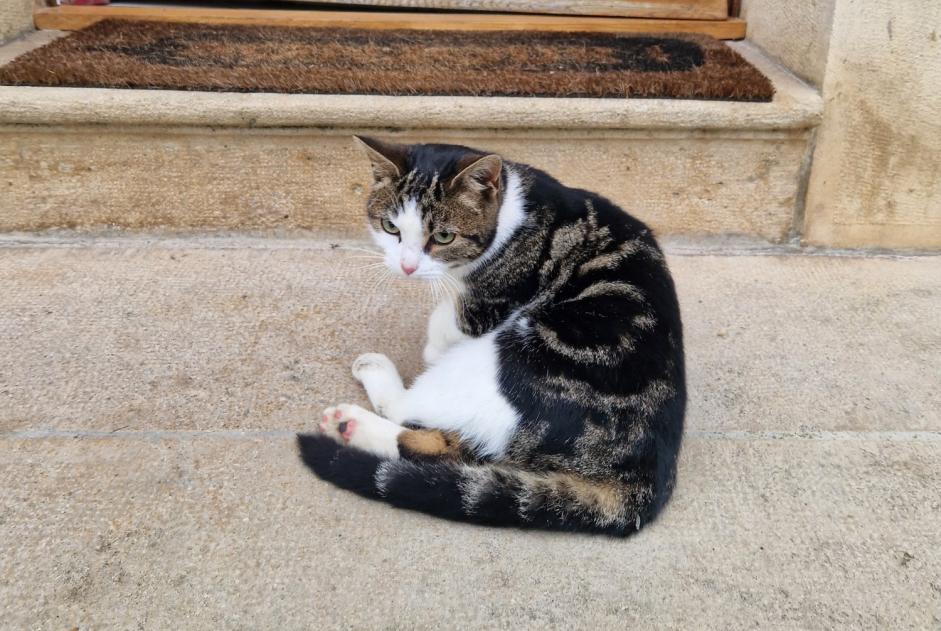 Alerta de Hallazgo Gato Desconocido Briare Francia