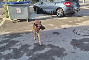 Alerta de Hallazgo Perro  Macho Nîmes Francia