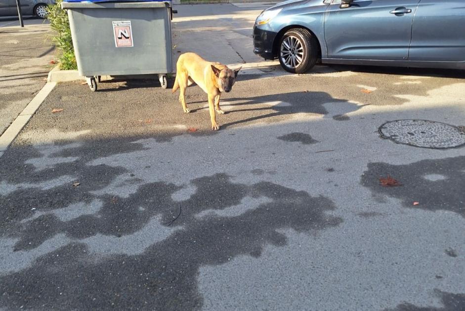 Alerta de Hallazgo Perro  Macho Nîmes Francia