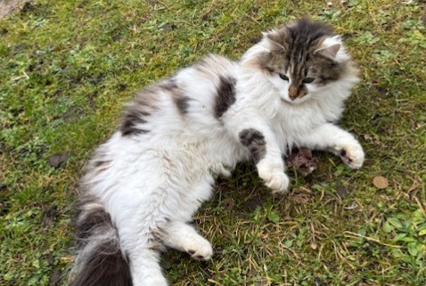 Alerta de Hallazgo Gato  Hembra Caluire-et-Cuire Francia