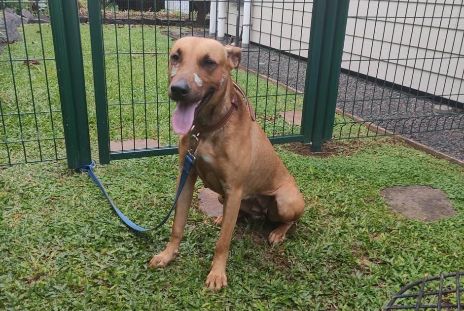 Alerta de Hallazgo Perro Hembra Baie-Mahault Francia