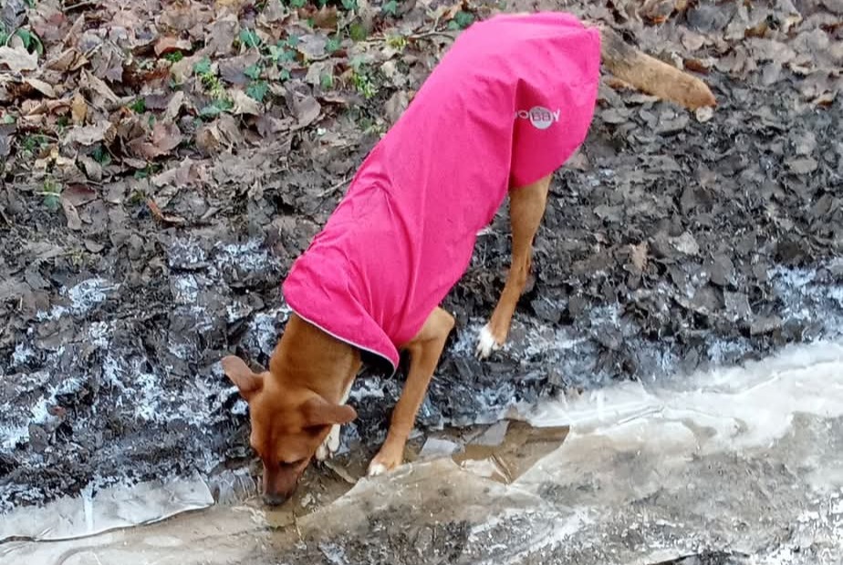 Alerta de Desaparición Perro cruce Hembra , 2 años Houdemont Francia